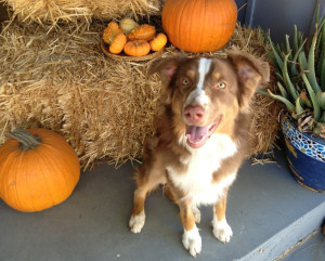 Ellie & Pumkins 2012